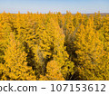 Golden Autumn in Wisconsin 107153612