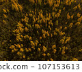 Golden Autumn in Wisconsin 107153613