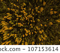 Golden Autumn in Wisconsin 107153614