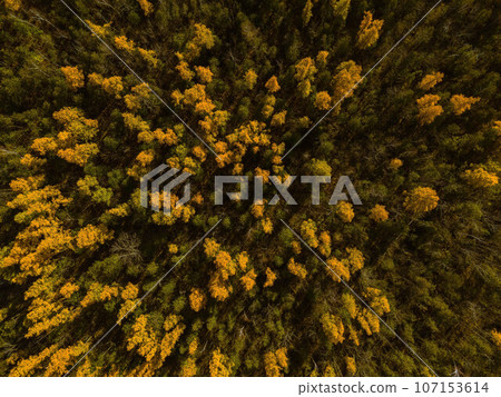 Golden Autumn in Wisconsin 107153614