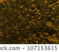 Golden Autumn in Wisconsin 107153615