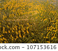 Golden Autumn in Wisconsin 107153616