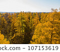 Golden Autumn in Wisconsin 107153619