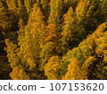 Golden Autumn in Wisconsin 107153620