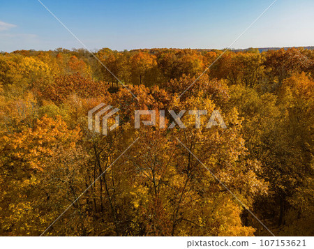 Golden Autumn in Wisconsin 107153621