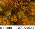 Golden Autumn in Wisconsin 107153623