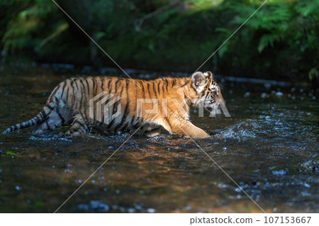 Adorable cub of Bengal tiger is walking in the river. 107153667