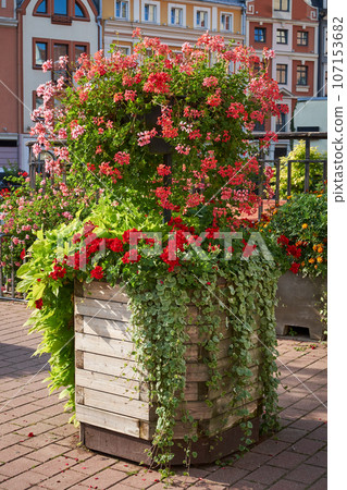 Vertical flower bed in the urban environment of city. Flowers and greenery in landscape design. Modern city floristry, urban flowerbeds design, city flowers landscaping and arrangement. Riga, Latvia. 107153682