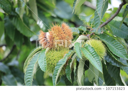 Chestnut Chestnut 107153823