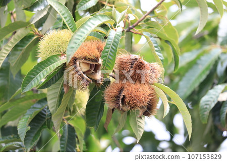Chestnut Chestnut 107153829