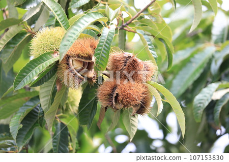 Chestnut Chestnut 107153830