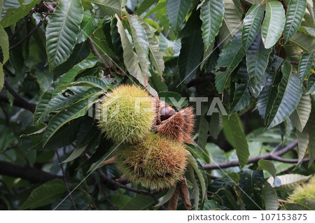 Chestnut Chestnut 107153875