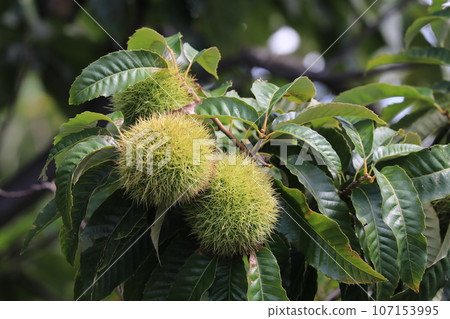 Chestnut 107153995