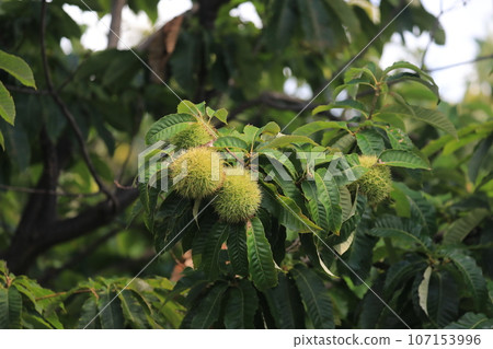 Chestnut 107153996