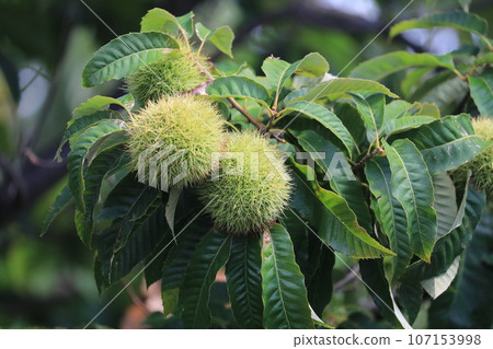 Chestnut 107153998