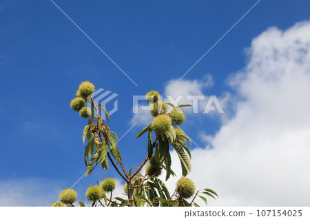 Chestnut 107154025