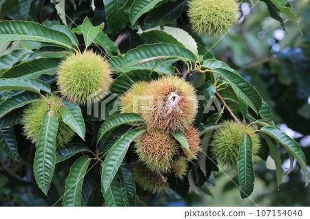 Chestnut 107154040