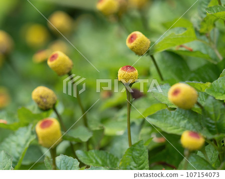 holland senich holland senich 107154073
