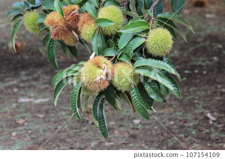Chestnut  107154109