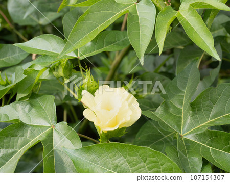 Kaitomen flower Kaitomen flower 107154307
