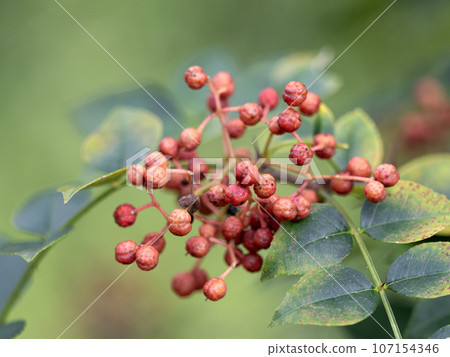 Kahokuzansho 107154346