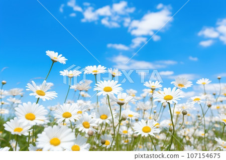 Field of daisy, blue sky, sunny day, professional photography. Generative AI 107154675