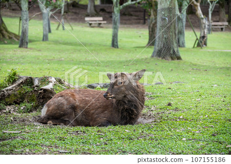 A buck sitting in a nutba at Nara Park 107155186