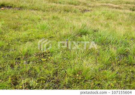 Hachimantai plant gentian 107155604