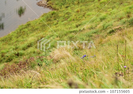 Hachimantai plant gentian 107155605