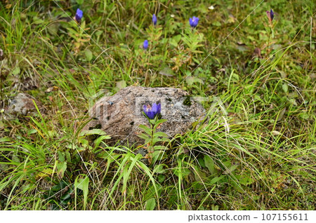 Hachimantai plant gentian 107155611