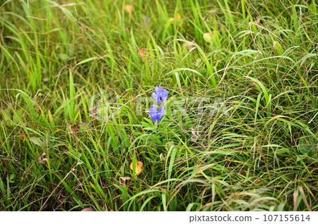 Hachimantai plant gentian 107155614