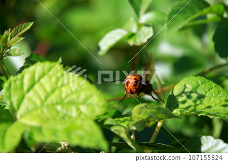 Wheatstone 107155824