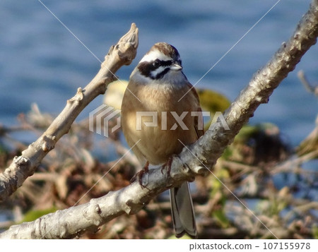 Bunting (male) 107155978