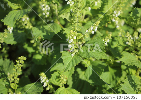 紫蘇花（綠紫蘇） 107156053