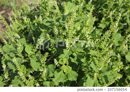 Flowers of perilla (green perilla) 107156054