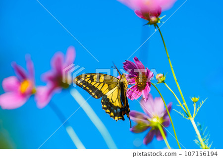 燕尾蝴蝶飛向波斯菊花 107156194