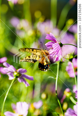 飛向波斯菊花的燕尾蝴蝶【垂直角度】 107156266