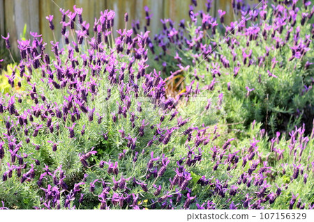 Cluster of French lavender flowers Cluster of French lavender flowers 107156329
