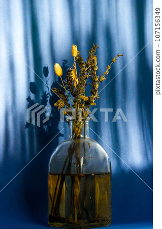 Beautiful still life with a bouquet of dried wildflowers in a glass vase on a deep blue background with vertical shadows. Interior decor of a rural house. Floral arrangement. Floral shadow on a wall. Beautiful still life with a bouquet of dried wildflowers in a glass vase on a deep blue background with vertical shadows. Interior decor of a rural house. Floral arrangement. Floral shadow on a wall. 107156349