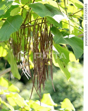 Catalpa fruit Catalpa fruit 107156548