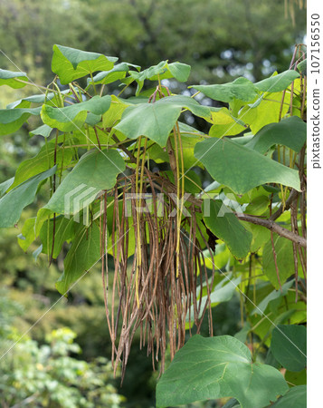 Catalpa fruit Catalpa fruit 107156550