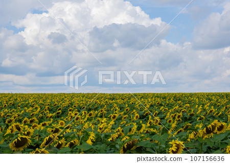 Beautiful sunflower agricultural field. Industrial farming field of blooming sunflowers. Harvest concept. Rural Sunflowers for oil production agronomy 107156636