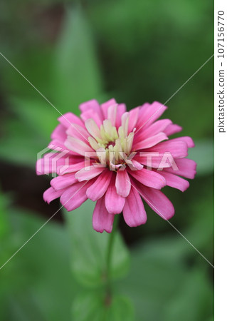 Zinnia 0174 107156770