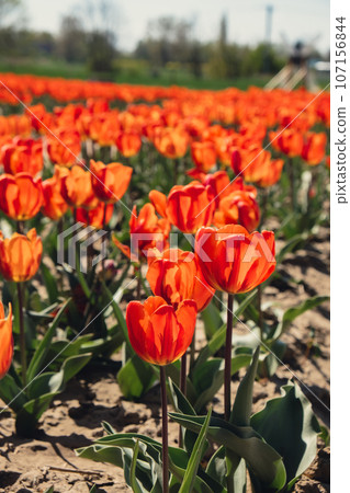 Tulip flowers blooming in the garden field landscape. Stripped tulips growing in flourish meadow sunny day Keukenhof. Beautiful spring garden with many red tulips outdoors. Blooming floral park in Tulip flowers blooming in the garden field landscape. Stripped tulips growing in flourish meadow sunny day Keukenhof. Beautiful spring garden with many red tulips outdoors. Blooming floral park in 107156844
