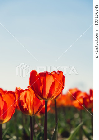 Tulip flowers blooming in the garden field landscape. Stripped tulips growing in flourish meadow sunny day Keukenhof. Beautiful spring garden with many red tulips outdoors. Blooming floral park in 107156848
