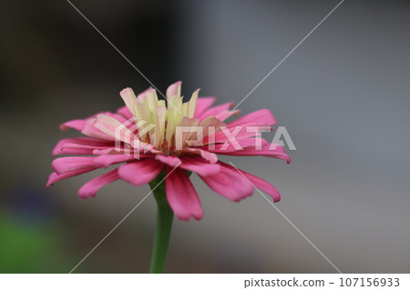 百日草0185 107156933