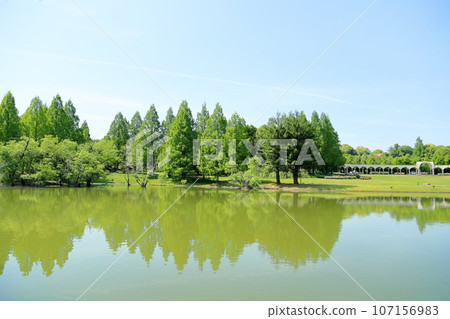 Fresh green park Metasequoia young leaves Fresh green park Metasequoia young leaves 107156983