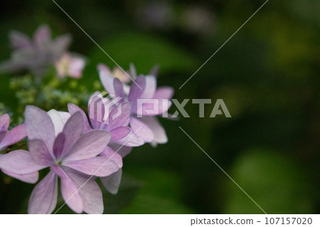 線條優美的淡粉色繡球花 107157020