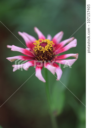 Zinnia 0232 Zinnia 0232 107157405