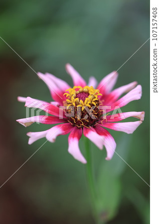 百日菊0235 107157408